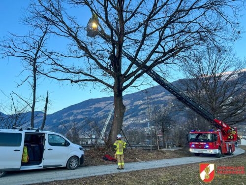 FF-Fuegen- -Katze-auf-Baum-2