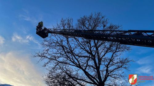 FF-Fuegen- -Katze-auf-Baum-3
